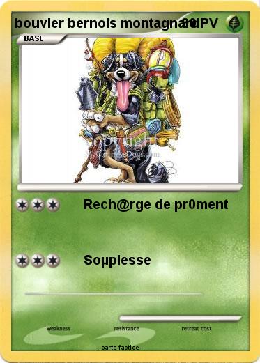 Pokemon bouvier bernois montagnard
