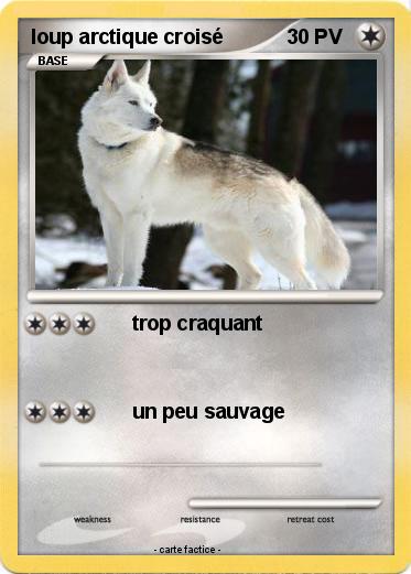 Pokemon loup arctique croisé