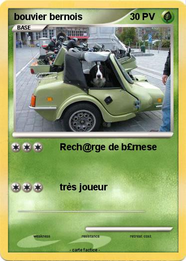 Pokemon bouvier bernois