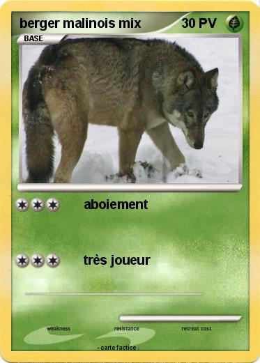 Pokemon berger malinois mix