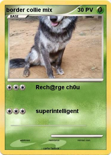 Pokemon border collie mix