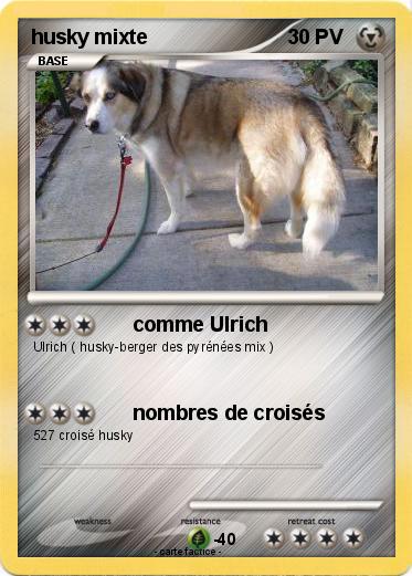 Pokemon husky mixte