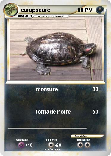 Pokemon carapscure