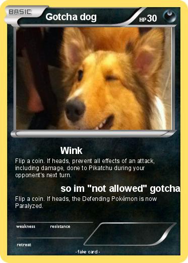 Pokemon Gotcha dog