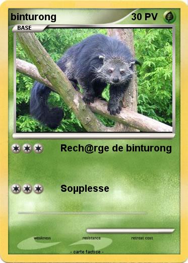 Pokemon binturong