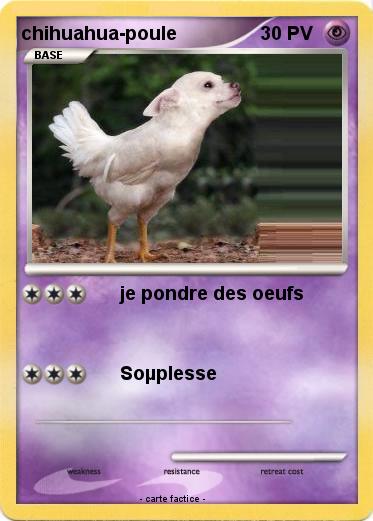 Pokemon chihuahua-poule