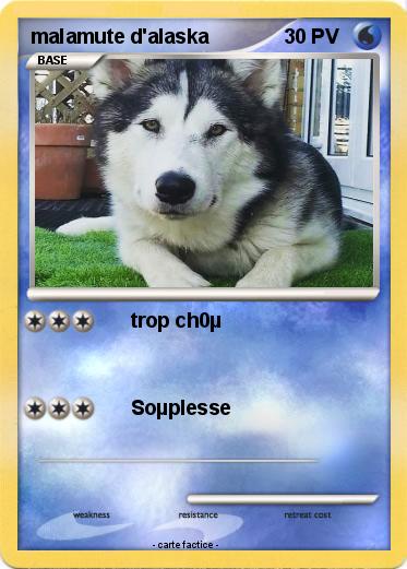 Pokemon malamute d'alaska