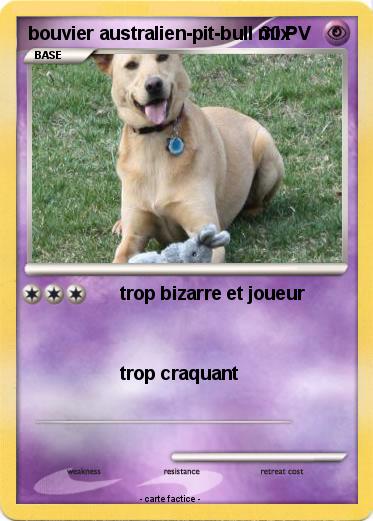 Pokemon bouvier australien-pit-bull mix