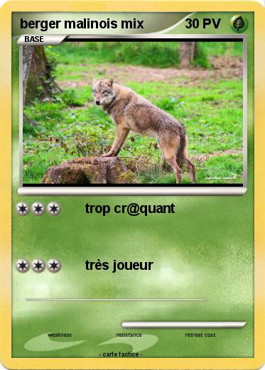 Pokemon berger malinois mix
