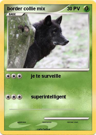 Pokemon border collie mix