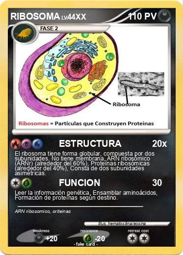 Pokemon RIBOSOMA