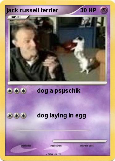Pokemon jack russell terrier