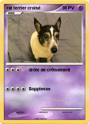 Pokemon rat terrier croisé