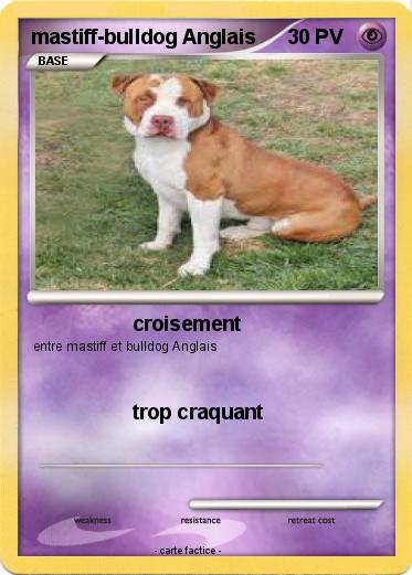 Pokemon mastiff-bulldog Anglais