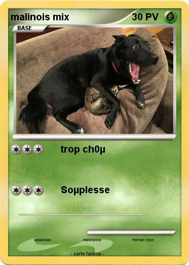 Pokemon malinois mix