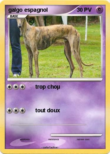 Pokemon galgo espagnol