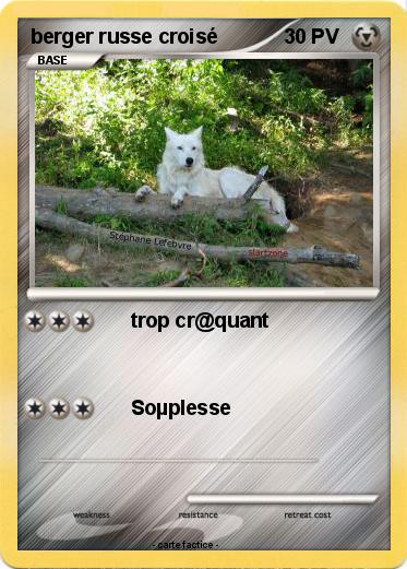 Pokemon berger russe croisé