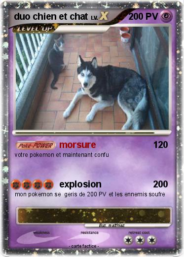Pokemon duo chien et chat