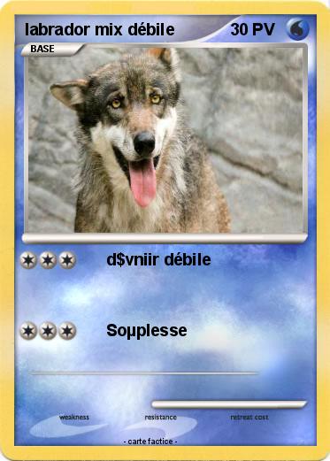 Pokemon labrador mix débile