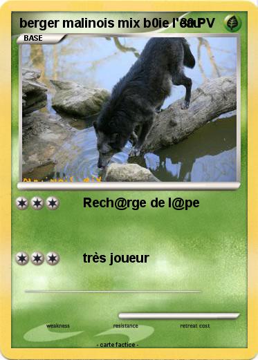 Pokemon berger malinois mix b0ie l'eau