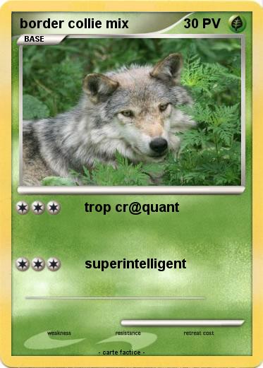 Pokemon border collie mix
