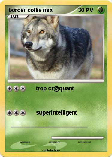 Pokemon border collie mix