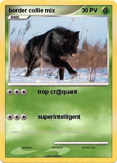 Pokemon border collie mix