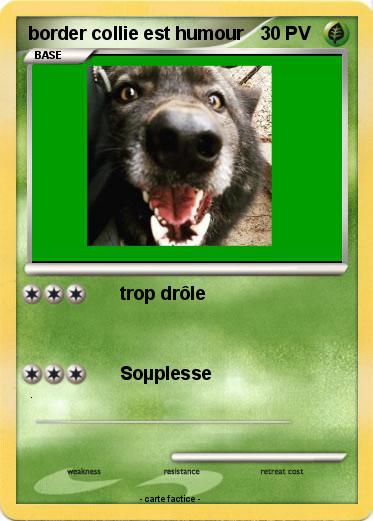 Pokemon border collie est humour
