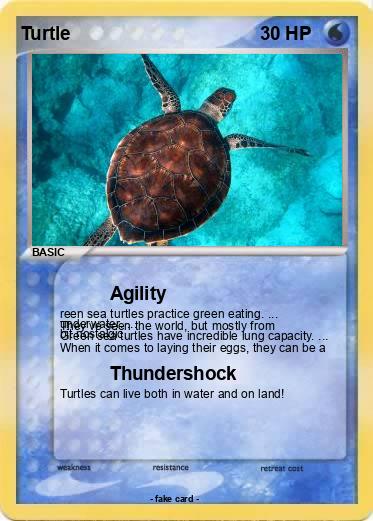 Pokemon Turtle