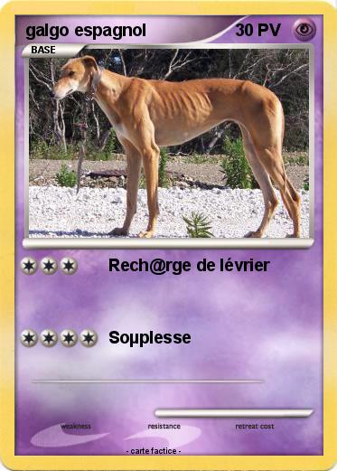 Pokemon galgo espagnol