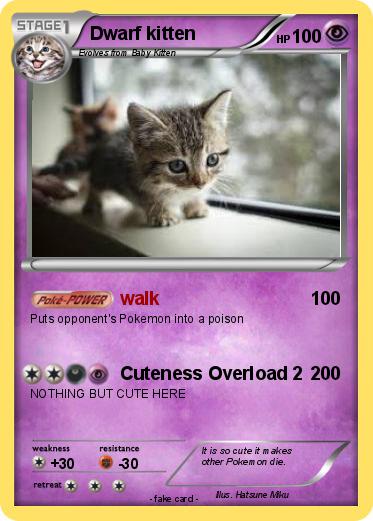 Pokemon Dwarf kitten