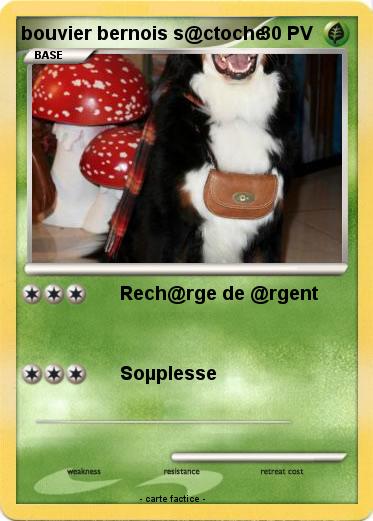 Pokemon bouvier bernois s@ctoche
