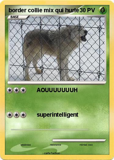 Pokemon border collie mix qui hurle