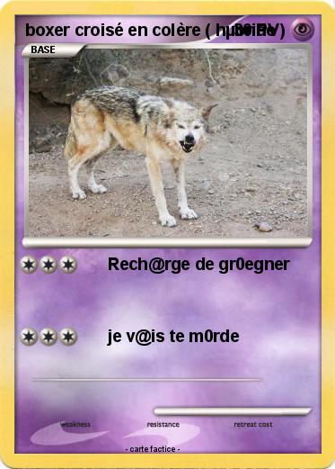Pokemon boxer croisé en colère ( hµbride )