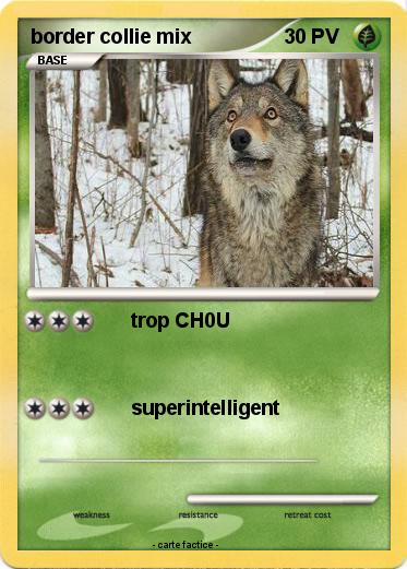 Pokemon border collie mix