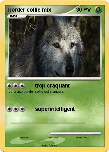 Pokemon border collie mix