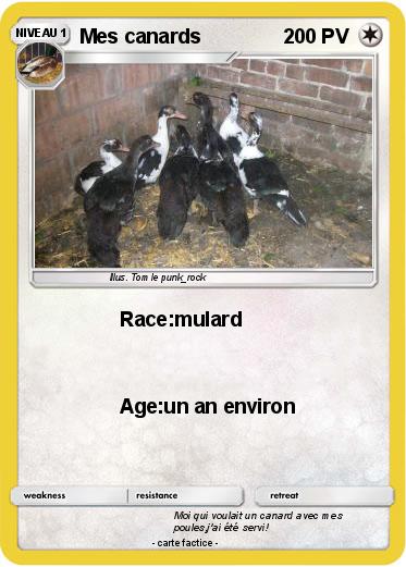 Pokemon Mes canards