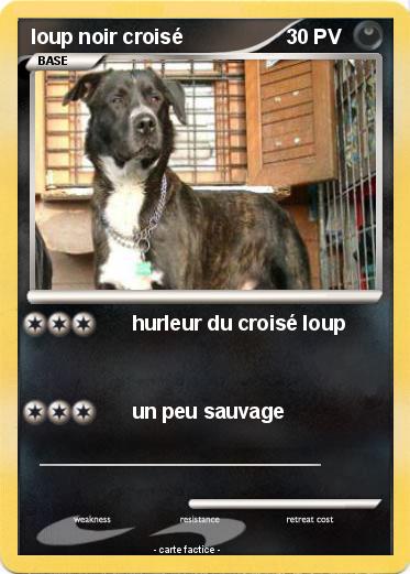 Pokemon loup noir croisé