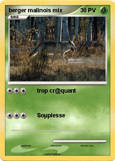 Pokemon berger malinois mix