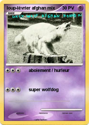 Pokemon loup-lévrier afghan mix