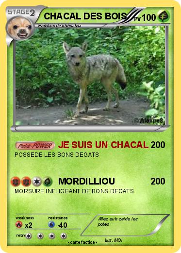 Pokemon CHACAL DES BOIS