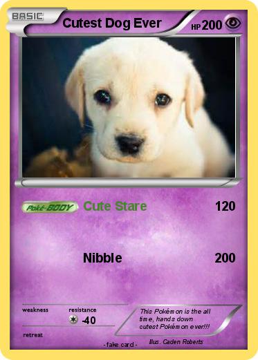 Pokemon Cutest Dog Ever