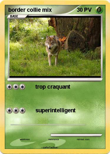 Pokemon border collie mix