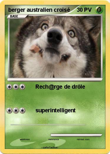 Pokemon berger australien croisé