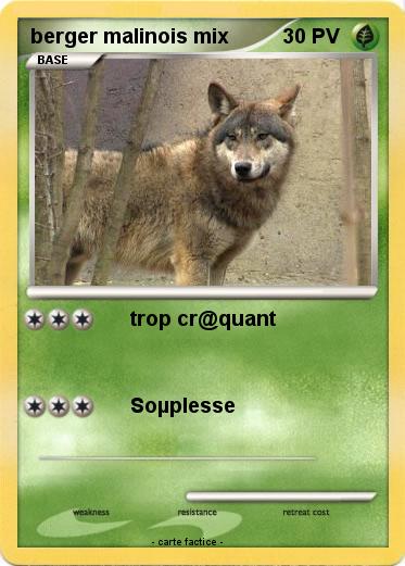 Pokemon berger malinois mix