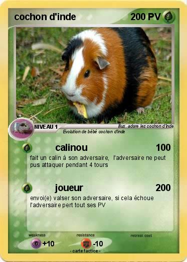 Pokemon cochon d'inde