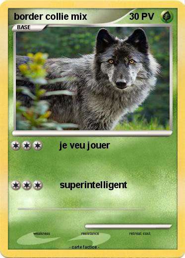 Pokemon border collie mix