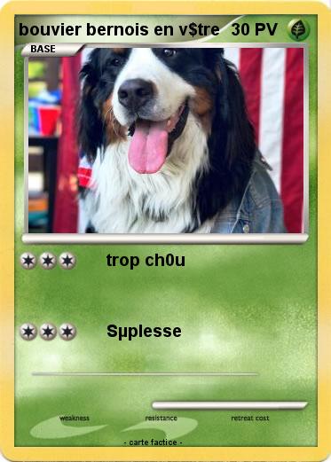 Pokemon bouvier bernois en v$tre
