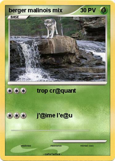 Pokemon berger malinois mix