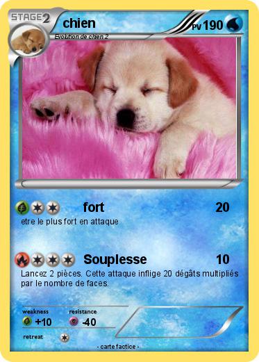 Pokemon chien